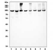 Western blot testing of 1) human HeLa, 2) human HEK293, 3) monkey COS-7, 4) human HepG2, 5) human A549, 6) rat PC-12, 7) rat RH35 and 8) mouse HEPA1-6 cell lysate with HSP90 alpha antibody. Expected molecular weight: 86~90 kDa.