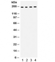 Western blot testing of 1) human placenta, 2) HeLa, 3) A431 and 4) MCF7. Expected molecular weight ~130/155~200 kDa (unmodified/glycosylated).