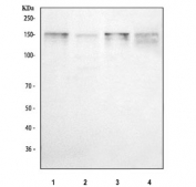 Western blot testing of 1) human placenta, 2) HeLa, 3) A431 and 4) MCF7. Expected molecular weight ~130/155~200 kDa (unmodified/glycosylated).