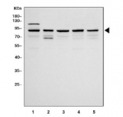 Western blot testing of 1) human HeLa, 2) human Caco-2, 3) human Jurkat, 4) human COLO-320 and 5) rat testis tissue lysate with SP1 antibody. Expected molecular weight: 81-95 kDa.