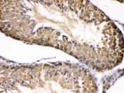 IHC testing of FFPE mouse testis with HSP90 beta antibody. HIER: Boil the paraffin sections in pH 6, 10mM citrate buffer for 20 minutes and allow to cool prior to staining.