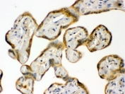 IHC testing of FFPE human placenta with HSP90 beta antibody. HIER: Boil the paraffin sections in pH 6, 10mM citrate buffer for 20 minutes and allow to cool prior to staining.