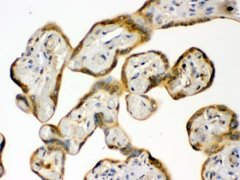 IHC testing of FFPE human placenta with HSP90 beta antibody. HIER: Boil the paraffin sections in pH 6, 10mM citrate buffer for 20 minutes and allow to cool prior to staining.