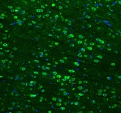 Immunofluorescent staining of mouse brain with HSP90 beta antibody (green) at 2ug/ml and DAPI nuclear counterstain. HIER: Boil the paraffin sections in pH 6, 10mM citrate buffer for 20 minutes and allow to cool prior to staining.