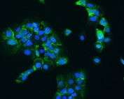 IF/ICC staining of FFPE human A431 cells with HSP90 beta antibody (green) at 2ug/ml and DAPI nuclear stain (blue). HIER: steam section in pH6 citrate buffer for 20 min.