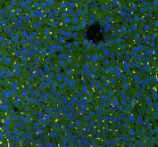 Immunofluorescent staining of FFPE mouse liver with GSTA antibody (green) at 1ug/ml and DAPI nuclear stain (blue). HIER: boil tissue sections in pH6, 10mM citrate buffer, for 10-20 min and allow to cool before testing.