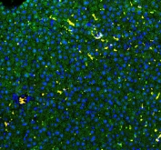 Immunofluorescent staining of FFPE rat liver with GSTA antibody (green) at 1ug/ml and DAPI nuclear stain (blue). HIER: boil tissue sections in pH6, 10mM citrate buffer, for 10-20 min and allow to cool before testing.