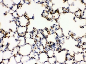IHC testing of FFPE mouse lung with CD41 antibody. HIER: Boil the paraffin sections in pH 6, 10mM citrate buffer for 20 minutes and allow to cool prior to staining.
