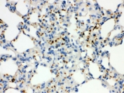 IHC testing of FFPE rat lung with CD41 antibody. HIER: Boil the paraffin sections in pH 6, 10mM citrate buffer for 20 minutes and allow to cool prior to staining.