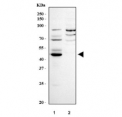 Western blot testing of human 1) ThP-1 and 2) Raji cell lysate with CD14 antibody. Expected molecular weight 40-55 kDa depending on glycosylation level.