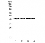 Western blot testing of 1) rat lung, 2) rat small intestine, 3) mouse lung and 4) mouse HEPA1-6 lysate with CK19 antibody. Expected molecular weight ~43 kDa.