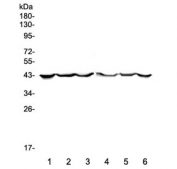 Western blot testing of human 1) placenta, 2) MCF7, 3) SW620, 4) COLO-320, 5) HepG2 and 6) PANC-1 lysate with CK19 antibody. Expected molecular weight ~43 kDa.