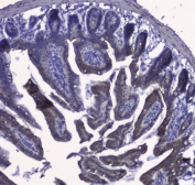 IHC testing of FFPE mouse small intestine with CK19 antibody. HIER: Boil the paraffin sections in pH 6, 10mM citrate buffer for 20 minutes and allow to cool prior to staining.