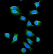IF/ICC staining of FFPE human U-2 OS cells with Galectin 1 antibody (green) at 2ug/ml and DAPI nuclear stain (blue). HIER: steam section in pH6 citrate buffer for 20 min.