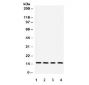Western blot testing of 1) rat testis, 2) mouse spleen, 3) human HeLa and 4) human SMCC lysate with Galectin 1 antibody. Expected molecular weight: ~15 kDa.
