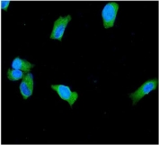 Immunofluorescent staining of human SH-SY5Y cells with PGP 9.5 antibody (green) and DAPI nuclear stain (blue).