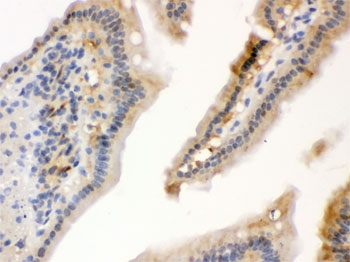 IHC testing of FFPE mouse intestine with HSP70 antibody. HIER: Boil the paraffin sections in pH 6, 10mM citrate buffer for 20 minutes and allow to cool prior to staining.