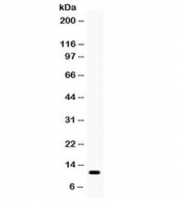 Western blot testing of human Jurkat cell lysate with CCL3 antibody. Expected molecular weight: 11/8 kDa (precursor/mature).