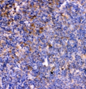 IHC staining of FFPE rat lymph node with IL-7 antibody. HIER: boil tissue sections in pH8 EDTA for 20 min and allow to cool before testing.