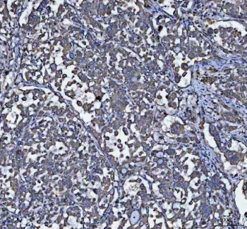 IHC testing of FFPE rat testis with GRP78 antibody. HIER: Boil the paraffin sections in pH 6, 10mM citrate buffer for 20 minutes and allow to cool prior to staining.