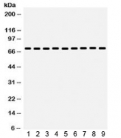 Western blot testing of 1) rat liver, 2) rat thymus, 3) rat testis, 4) mouse liver, 5) mouse thymus, 6) mouse testis, 7) human HeLa, 8) human MCF7 and 9) human 293 lysate with HSC70 antibody. Predicted molecular weight ~71 kDa, routinely observed at 70-73 kDa.