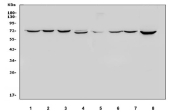 Western blot testing of 1) rat liver, 2) rat thymus, 3) rat testis, 4) mouse liver, 5) mouse thymus, 6) mouse testis, 7) human HeLa, 8) human MCF7 and 9) human 293 lysate with HSC70 antibody. Predicted molecular weight ~71 kDa, routinely observed at 70-73 kDa.