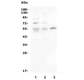 Western blot testing of 1) rat brain, 2) mouse brain and 3) mouse NIH 3T3 lysate wtih SLC2A1 antibody. Predicted molecular weight ~55 kDa.
