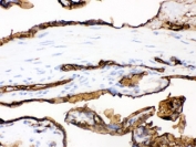 IHC testing of frozen human placenta with SLC2A1 antibody.