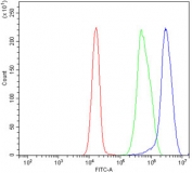 Flow cytometry testing of human Jurkat cells with RALB antibody at 1ug/million cells (blocked with goat sera); Red=cells alone, Green=isotype control, Blue= RALB antibody.