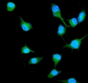 Immunofluorescent staining of FFPE human A549 cells with RALB antibody (green) and DAPI nuclear stain (blue). HIER: steam section in pH6 citrate buffer for 20 min.