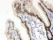 IHC testing of FFPE mouse intestine with SLC22A2 antibody. HIER: Boil the paraffin sections in pH 6, 10mM citrate buffer for 20 minutes and allow to cool prior to staining.