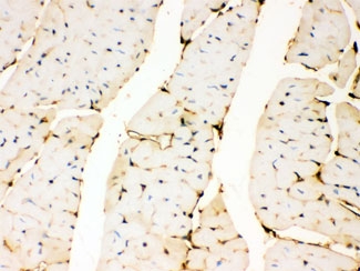 IHC testing of FFPE mouse heart with Annexin A3 antibody. HIER: Boil the paraffin sections in pH 6, 10mM citrate buffer for 20 minutes and allow to cool prior to staining.