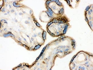 IHC testing of frozen human placenta with Annexin A3 antibody.