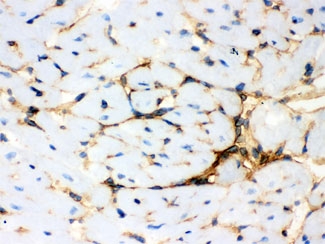 IHC testing of frozen mouse heart with Annexin A3 antibody.