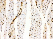 IHC testing of FFPE rat heart with Annexin A3 antibody. HIER: Boil the paraffin sections in pH 6, 10mM citrate buffer for 20 minutes and allow to cool prior to staining.
