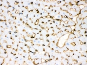 IHC testing of frozen rat heart with Annexin A3 antibody.
