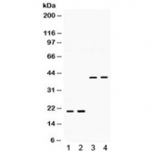 Western blot testing of 1) rat brain, 2) rat lung, 3) human U87, 4) human HeLa lysate with BMP2 antibody. Expected molecular weight: 13-14 kDa per monomer.