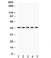 Western blot testing of mouse 1) lung, 2) liver, 3) HEPA and human 4) HepG2, 5) HeLa lysate with BMP4 antibody. Predicted molecular weight: 54 kDa (precursor), 44 kDa (cleaved dimer), 23 kDa (cleaved monomer).