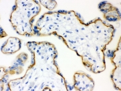 IHC testing of FFPE human placenta with E-Cadherin antibody. HIER: Boil the paraffin sections in pH 6, 10mM citrate buffer for 20 minutes and allow to cool prior to staining.