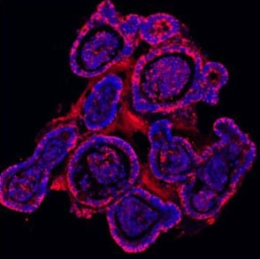Immunofluorescent staining of FFPE mouse ileum with E-Cadherin antibody (red) and DAPI (blue). HIER: Boil the paraffin sections in pH 6, 10mM citrate buffer for 20 minutes and allow to cool prior to staining.