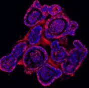 Immunofluorescent staining of FFPE mouse ileum with E-Cadherin antibody (red) and DAPI (blue). HIER: Boil the paraffin sections in pH 6, 10mM citrate buffer for 20 minutes and allow to cool prior to staining.