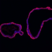 Immunofluorescent staining of FFPE human colon with E-Cadherin antibody (red) and DAPI (blue). HIER: Boil the paraffin sections in pH 6, 10mM citrate buffer for 20 minutes and allow to cool prior to staining.