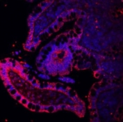 Immunofluorescent staining of FFPE human ileum with E-Cadherin antibody (red) and DAPI (blue). HIER: Boil the paraffin sections in pH 6, 10mM citrate buffer for 20 minutes and allow to cool prior to staining.