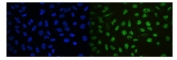 Immunofluorescent staining of FFPE human U-2 OS cells with Ku70 antibody (green) at 2ug/ml and DAPI nuclear stain (blue). HIER: steam section in pH6 citrate buffer for 20 min.
