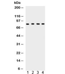 Western blot testing of 1) rat testis, 2) rat thymus, 3) human HeLa and 4) mouse NIH3T3 lysate with Ku80 antibody. Expected/observed molecular weight: 80~86 kDa.