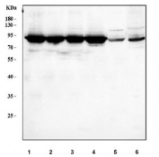 Western blot testing of 1) human HeLa, 2) human A549, 3) human 293T, 4) huma HepG2, 5) rat brain and 6) mouse brain tissue lysate with Ku80 antibody. Expected molecular weight: 80~86 kDa.