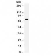 Western blot testing of K562 cell lysate with IL-7 antibody. Expected molecular weight: 19-30 kDa depending on glycosylation level, observed here at ~75 kDa.