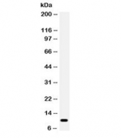 Western blot testing of human HeLa cell lysate with CCL4 antibody. Expected molecular weight: 10/8 kDa (precusor/mature).