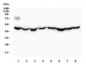 Western blot testing of 1) human placenta, 2) human HeLa, 3) human SK-O-V3, 4) human Jurkat, 5) human U-87 MG, 6) monkey COS-7, 7) human SW620 and 8) human Caco-2 cell lysate with Ribonuclease Inhibitor antibody. Expected molecular weight ~50 kDa.