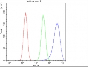 Flow cytometry testing of human A549 cells with Ribonuclease Inhibitor antibody at 1ug/million cells (blocked with goat sera); Red=cells alone, Green=isotype control, Blue= Ribonuclease Inhibitor antibody.